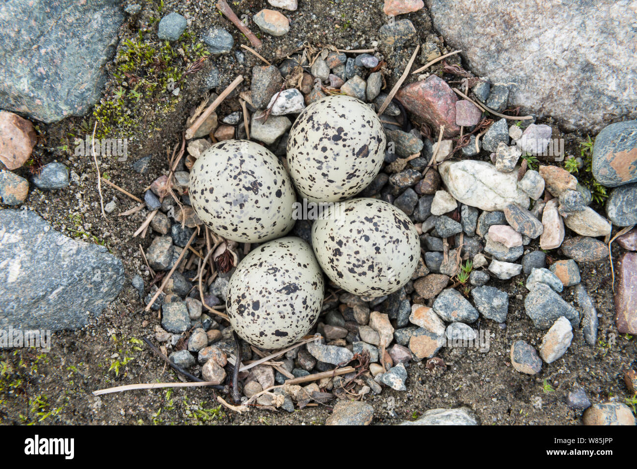 Ringed plover (Charadrius hiaticula) eggs in nest, Sjaunja Nature Reserve, Laponia World Heritage Site, Lapland, Sweden, July. Stock Photo