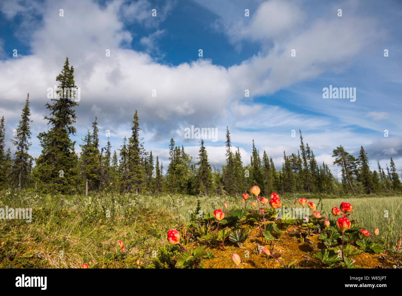Cloudberry (Rubus chamaemorus), Sjaunja Nature Reserve, Laponia World Heritage Site, Lapland, Sweden, July. Stock Photo