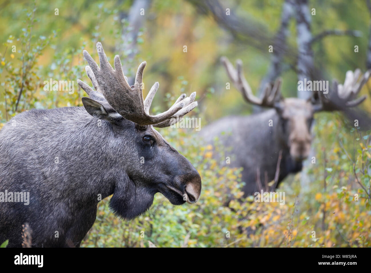 European elk (Alces alces) males, Rapadalen, Sarek National Park, Laponia World Heritage Site, Lapland, Sweden, September. Stock Photo