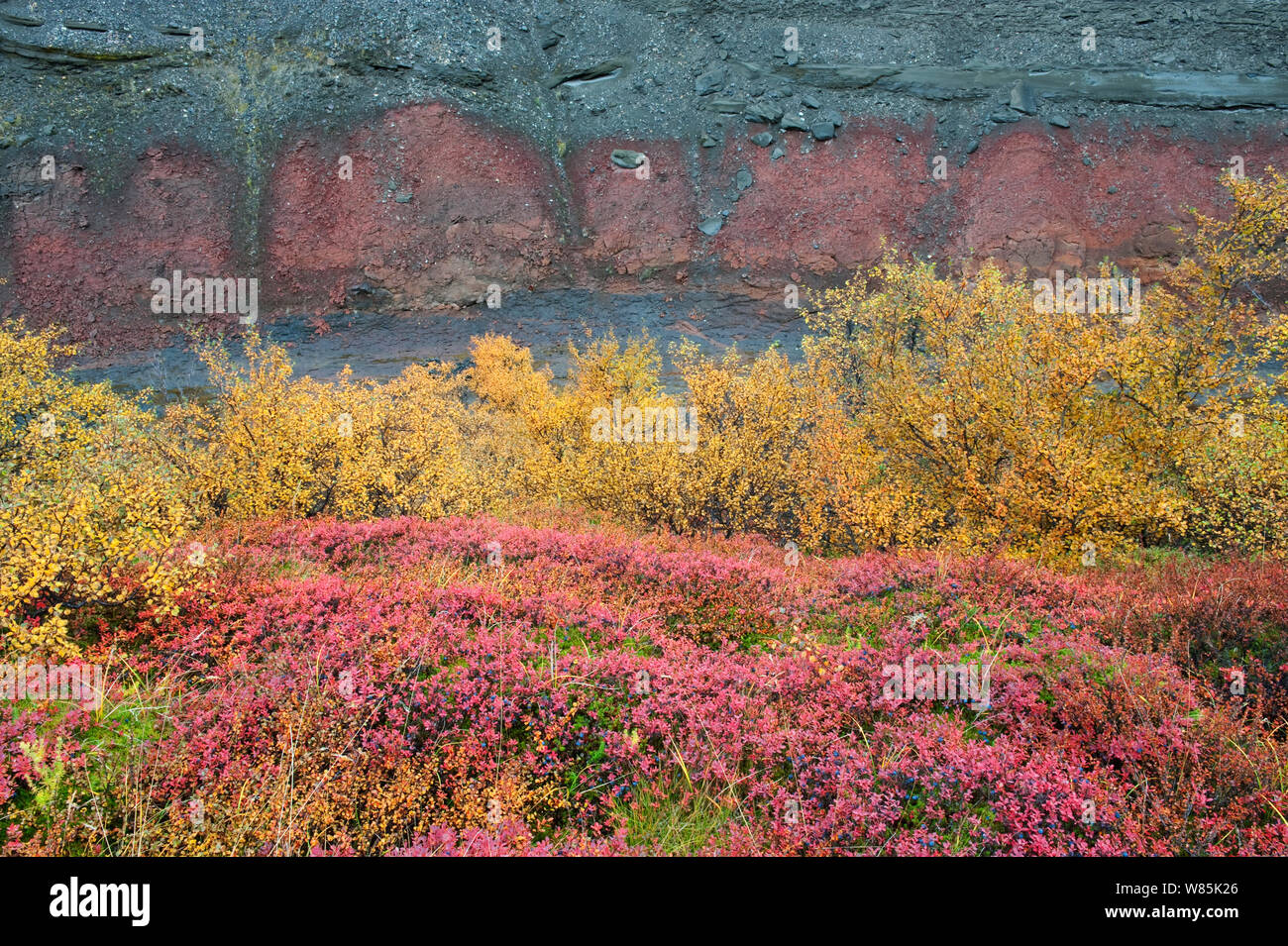 Birch forest in autumn, Hraunfossar, Iceland, September. Stock Photo