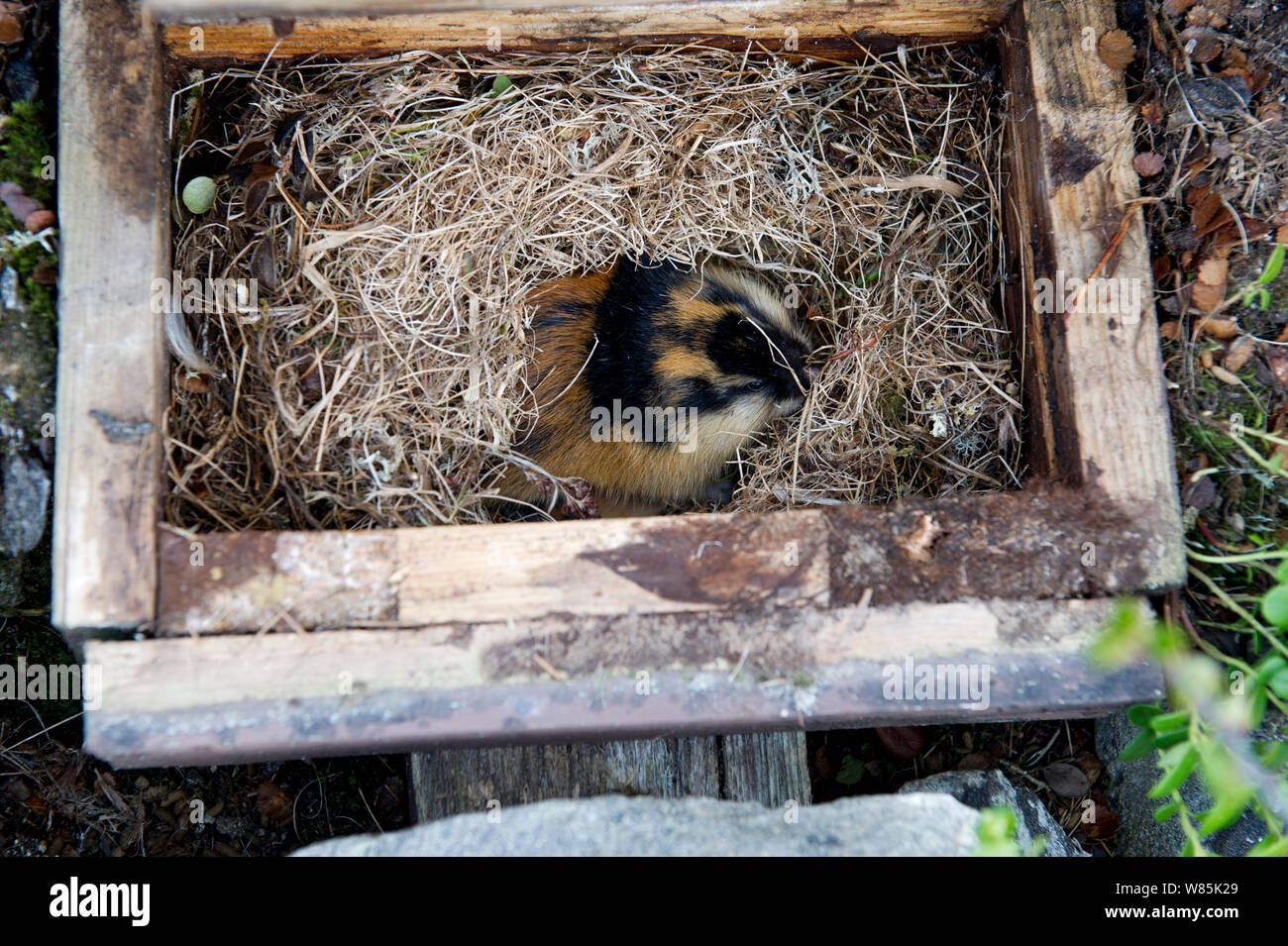 Lemming winter hi-res stock photography and images - Alamy