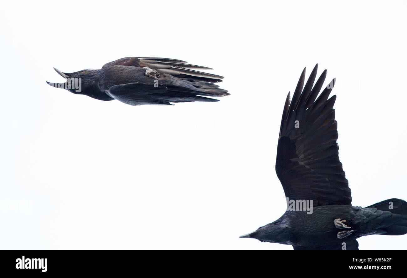 Common ravens (Corvus corax) in courtship display, flying upside down and vocalizing. Hornoya bird cliff, Norway. Stock Photo
