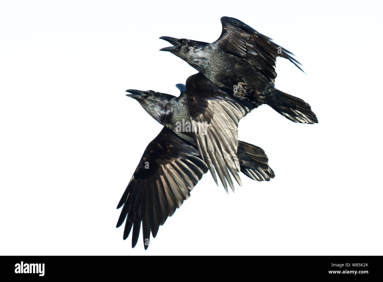 Common ravens (Corvus corax) two in flight against white sky, Hornoya bird cliff, Norway. March. Stock Photo