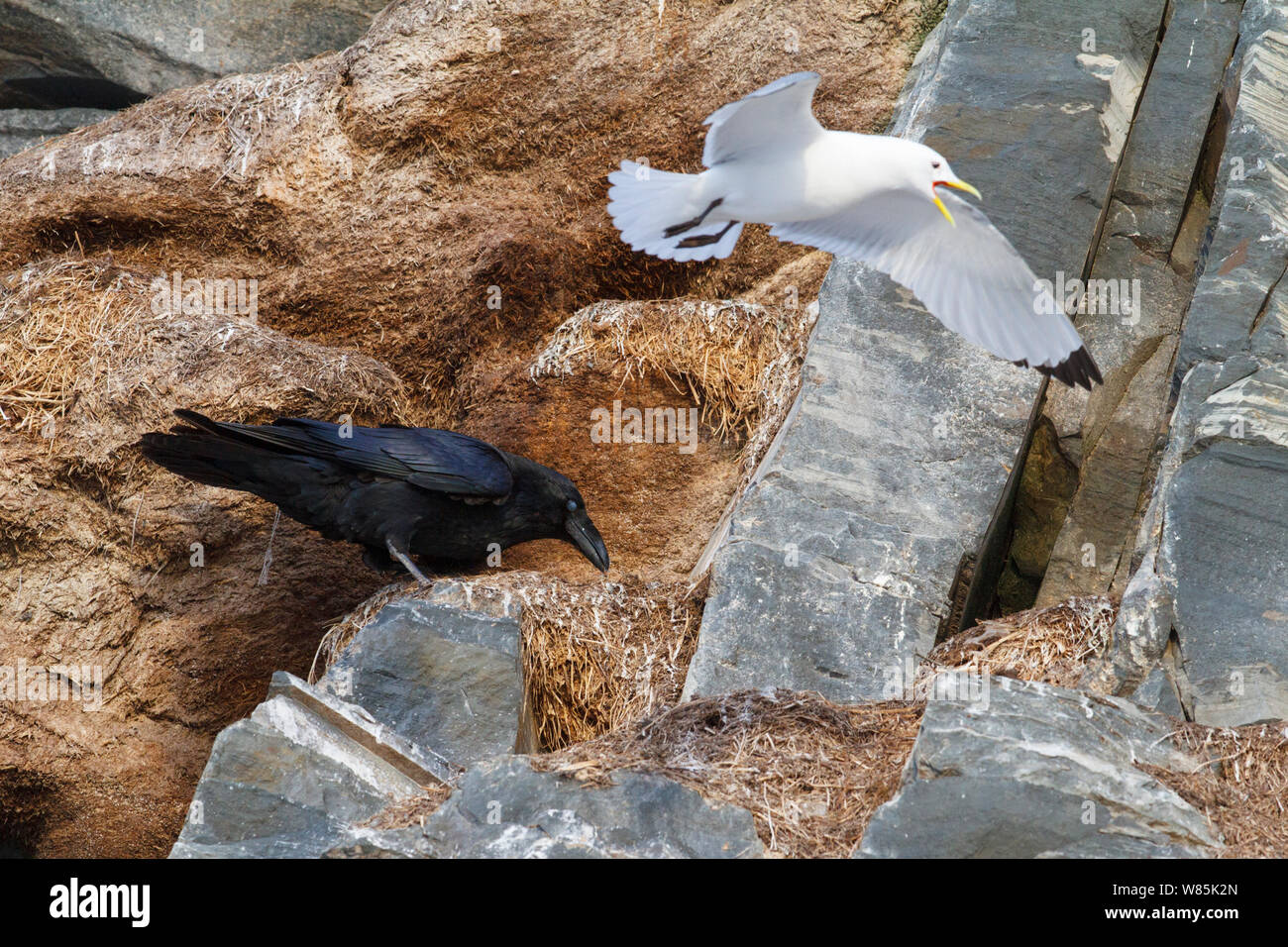Common raven (Corvus corax) looking for food among the nests of Kttiwakes (Rissa tridactyla) Hornoya bird cliff, Norway.March. Stock Photo