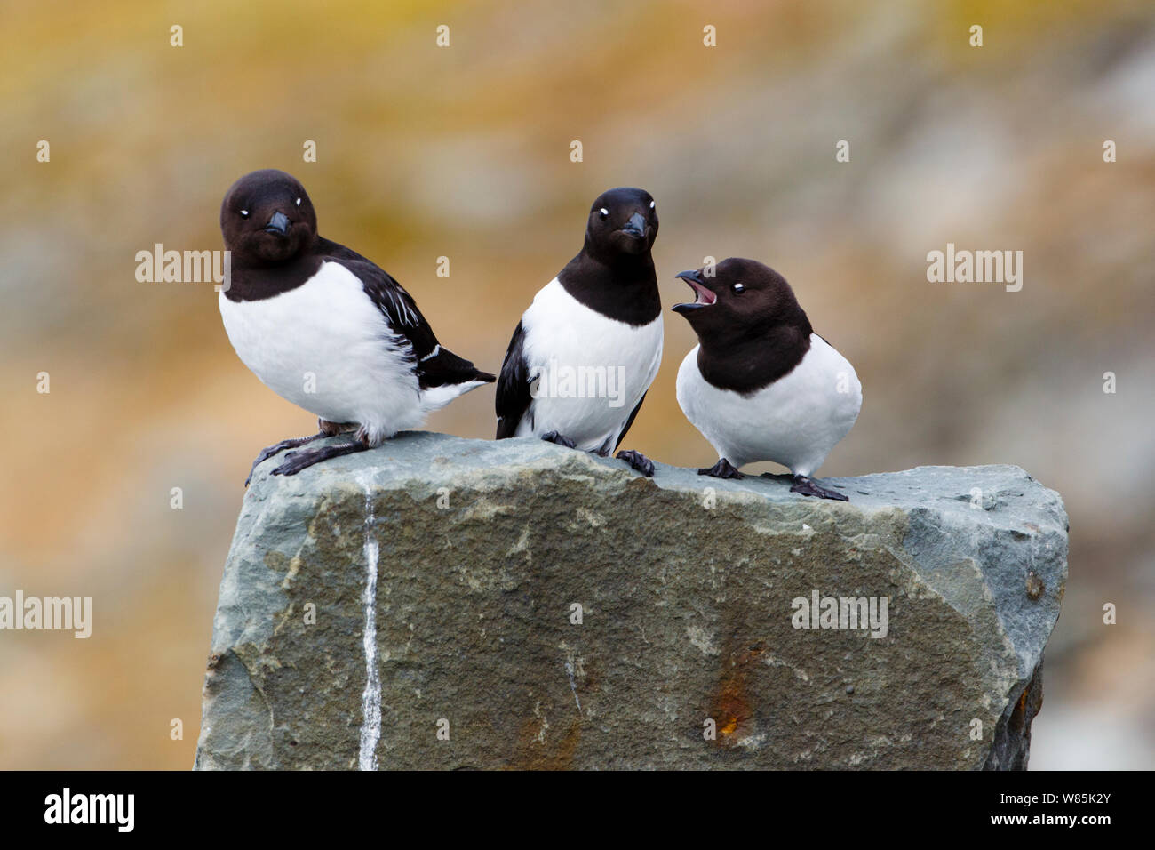 Little Auk (Alle alle) group of three with one calling. Svalbard. Norway. June. Stock Photo