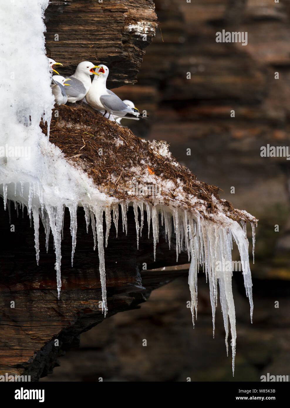 Kittiwakes (Rissa tridactyla) at nesting cliff with icicles, Ekkeroy bird cliff. Finnmark, Norway. March. Stock Photo