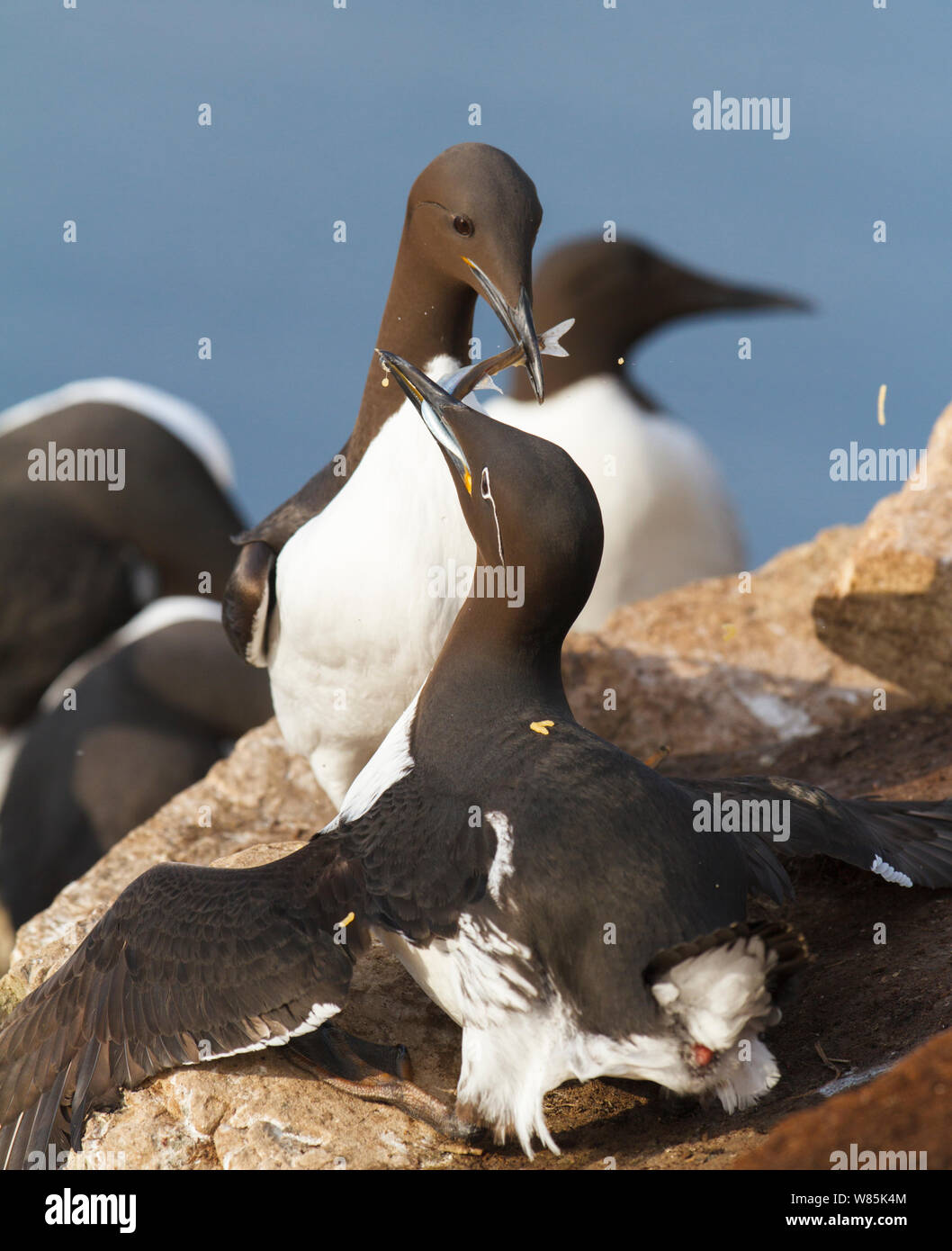 Common guillemots (Uria aalge) two fighting over fish at Hornoya birdcliff, Finnmark, Norway. March. Stock Photo