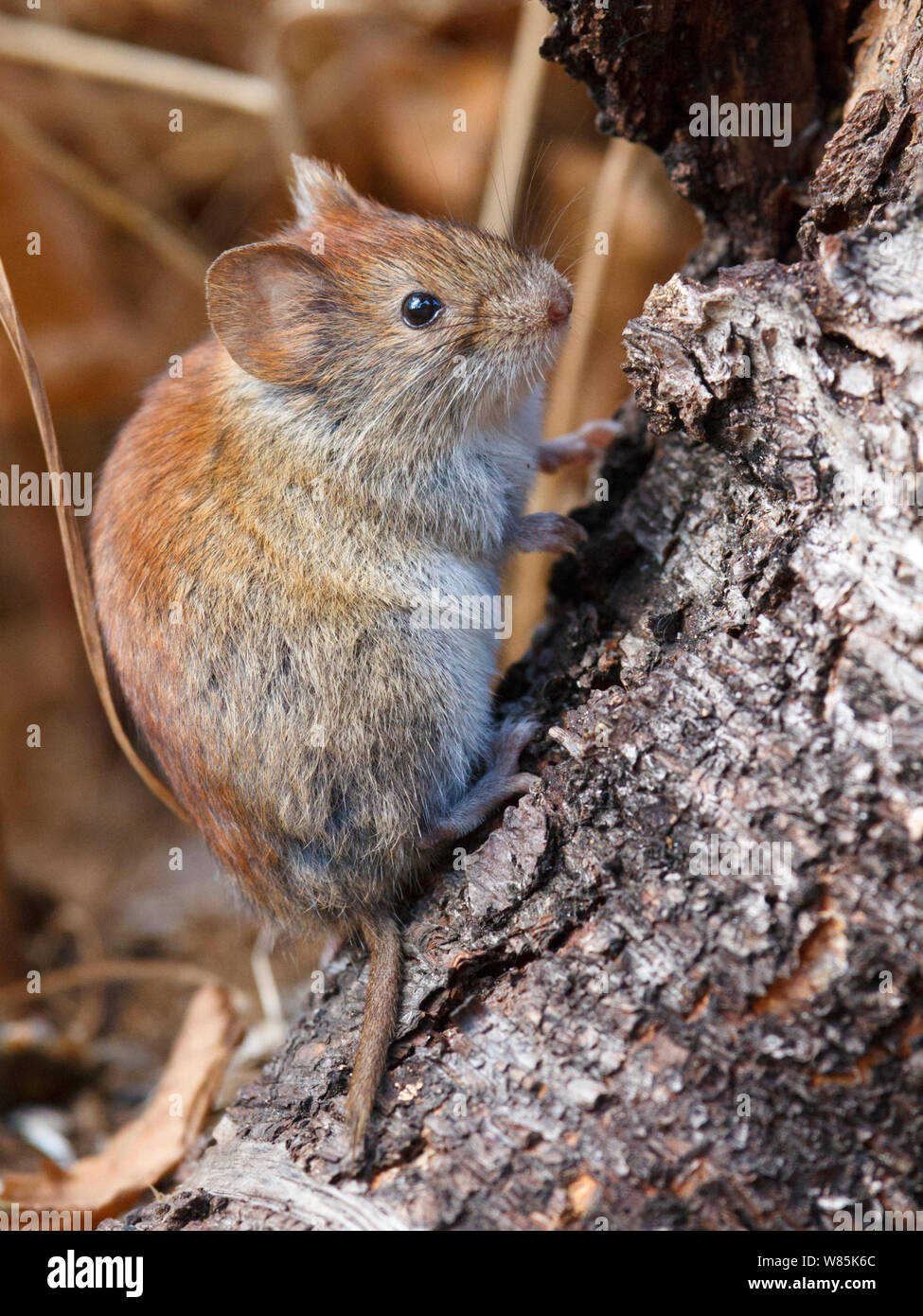 Northern red-backed vole (Myodes rutilus) portrait, Troms, Norway. September. Stock Photo