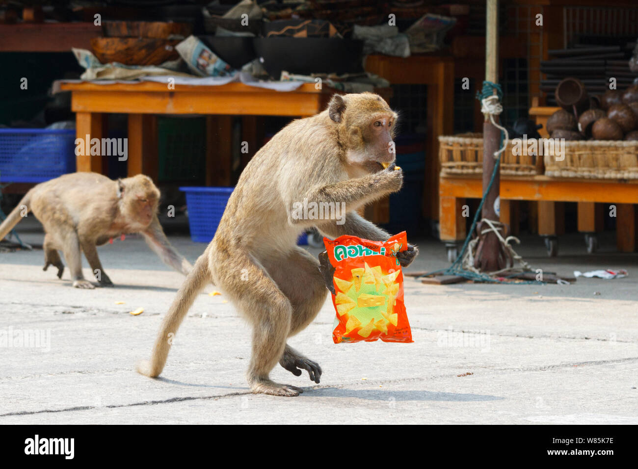 Crab-eating macaque (Macaca fascicularis) with packet of crisps, Hua Hin, Thailand. Stock Photo
