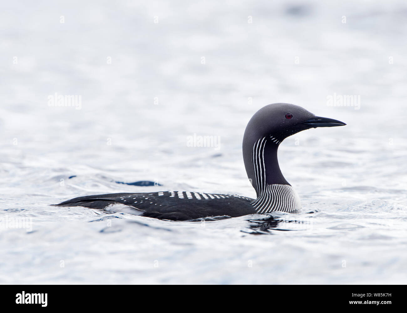 Black-throated diver (Gavia arctica) on loch, Forsinian Trail Forsinaird, The Flows, Caithness and Sutherland, Scotland, UK. April. Stock Photo
