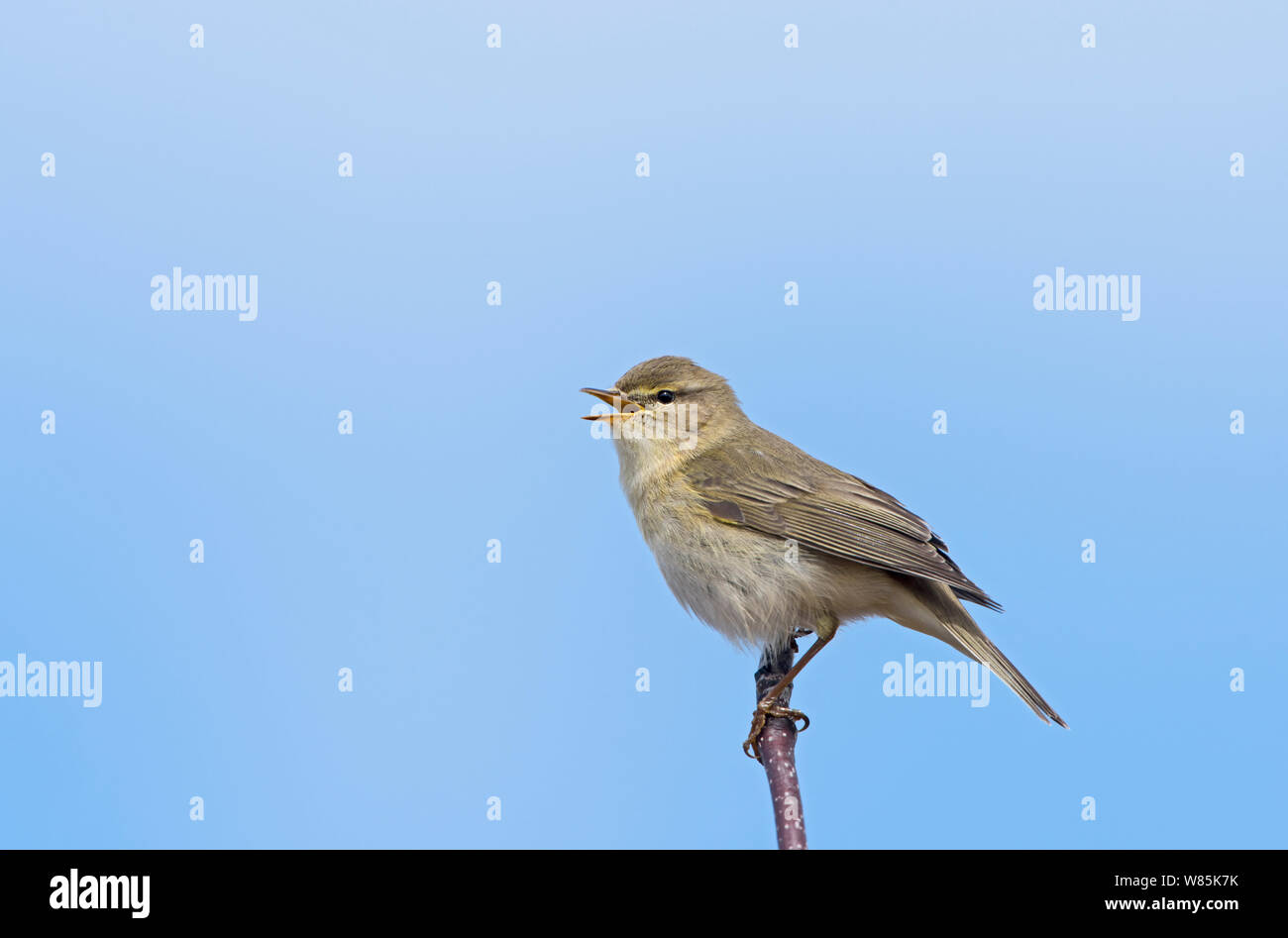 Willow warbler (Phylloscopus trochilus) singing, The Flow Country, Sutherland and Caithness, Scotland, UK, April. Stock Photo