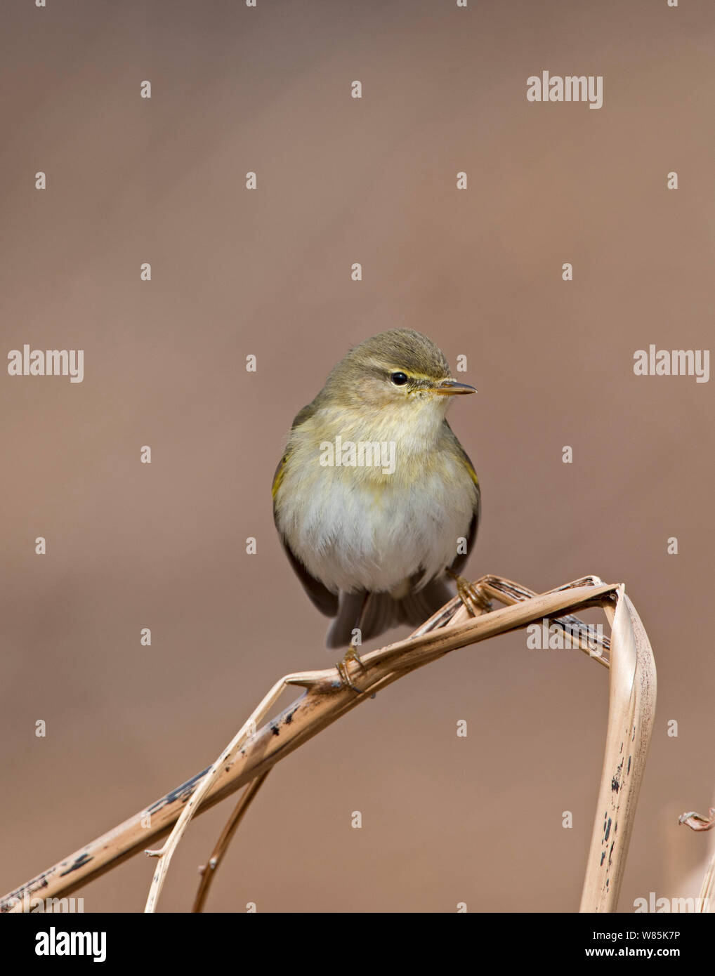 Willow warbler (Phylloscopus trochilus) The Flow Country, Sutherland and Caithness, Scotland, UK, April. Stock Photo