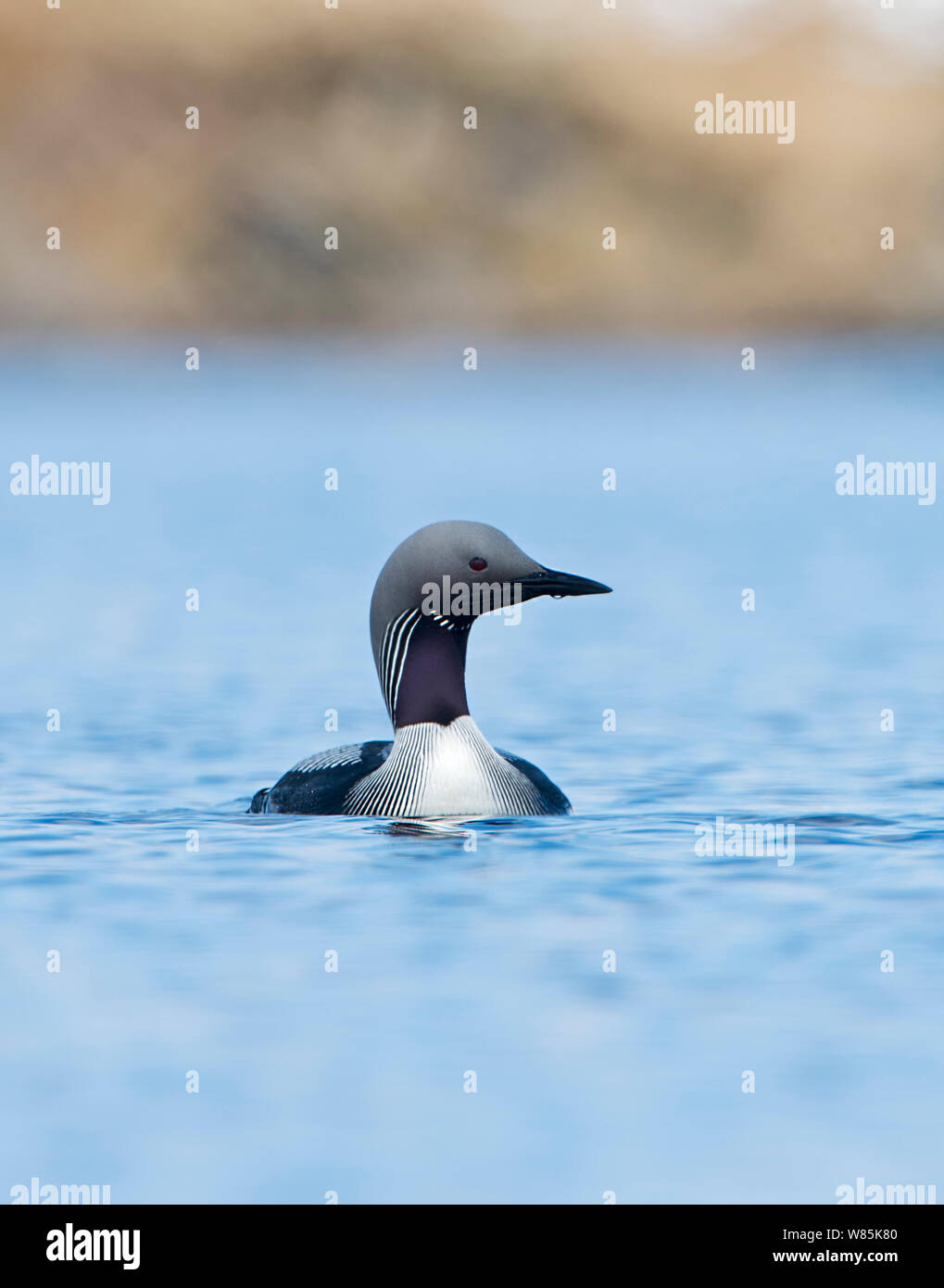 Black-throated diver (Gavia arctica) on loch, Forsinian Trail Forsinaird Flows, Caithness and Sutherland, Scotland, UK, April. Stock Photo