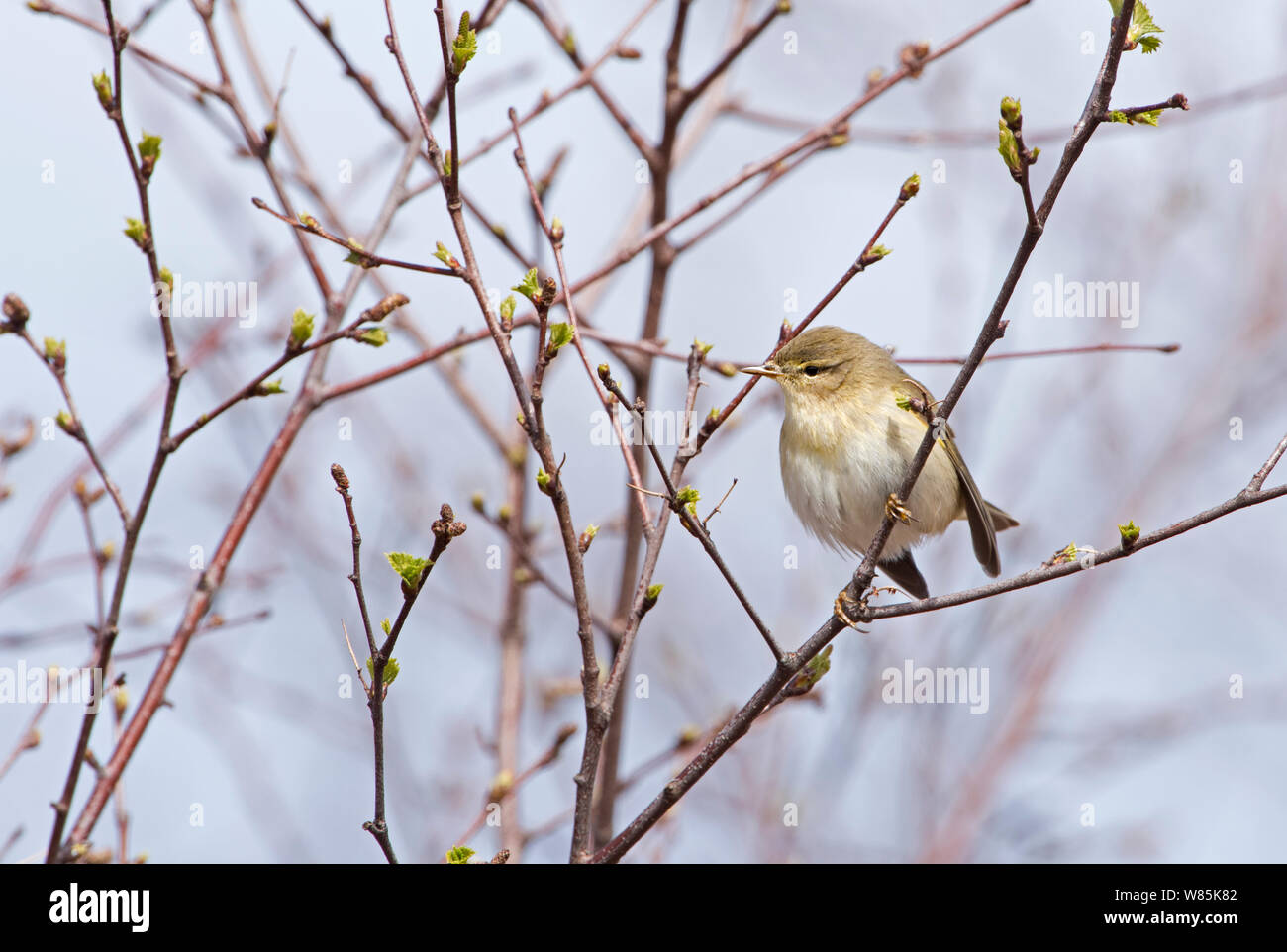 Willow warbler (Phylloscopus trochilus) perched, The Flow Country, Sutherland and Caithness, Scotland, UK, April. Stock Photo