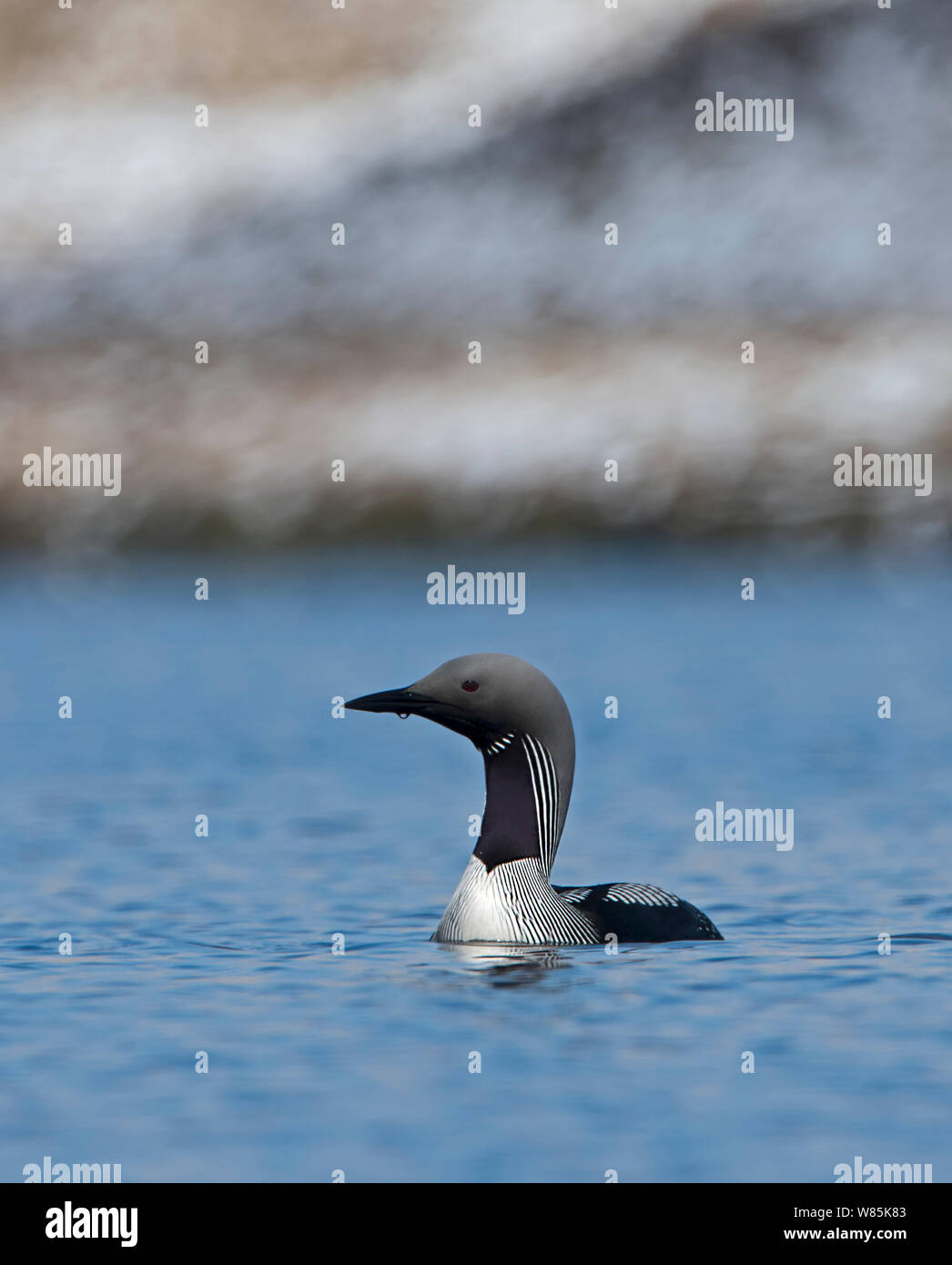 Black-throated diver (Gavia arctica) on loch, Forsinian Trail Forsinaird Flows, Caithness and Sutherland, Scotland, UK, April. Stock Photo