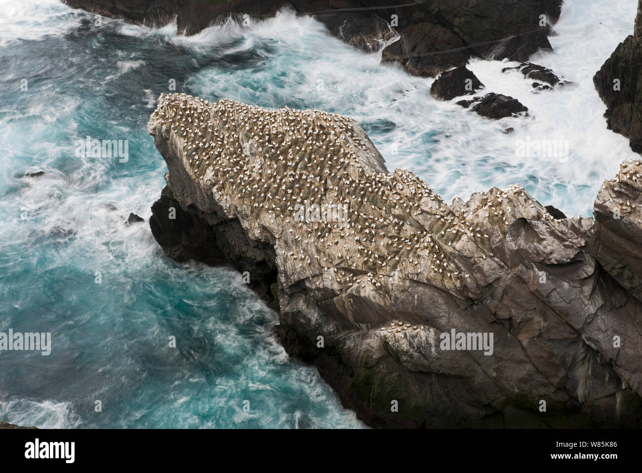 Northern gannet (Sula bassana) colony, Hermaness, Unst, Shetland Scotland, UK, April. Stock Photo