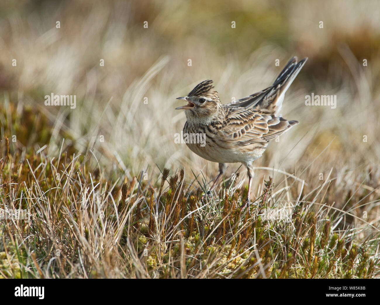 Skylark (Alauda arvensis) on ground, Shetland, Scotland, UK, April. Stock Photo
