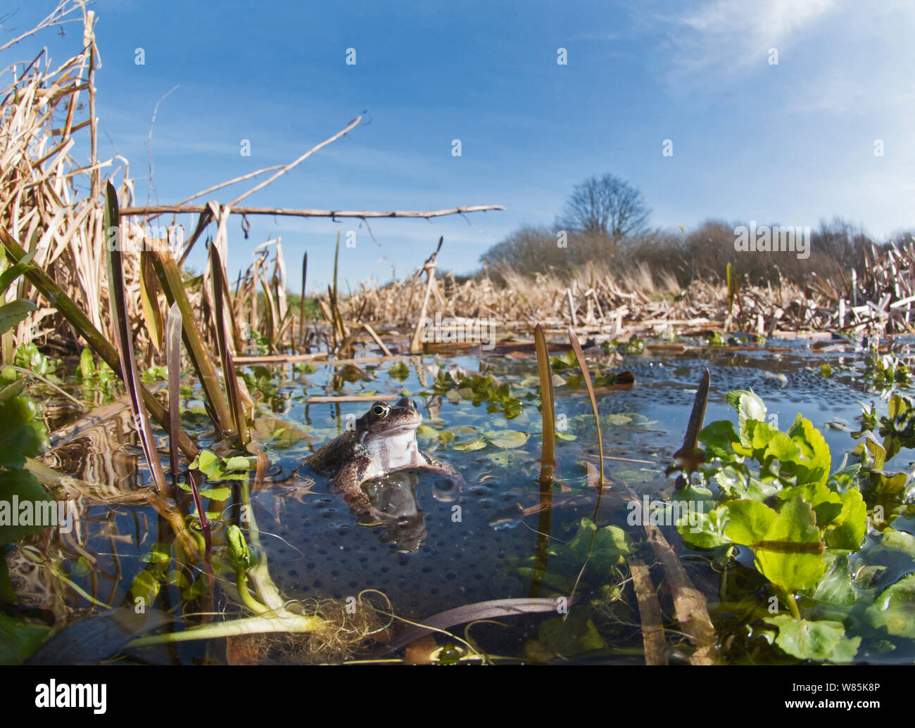 Common frogs (Rana temporaria) and spawn in pond, West Runton, North Norfolk, England, UK, March Stock Photo