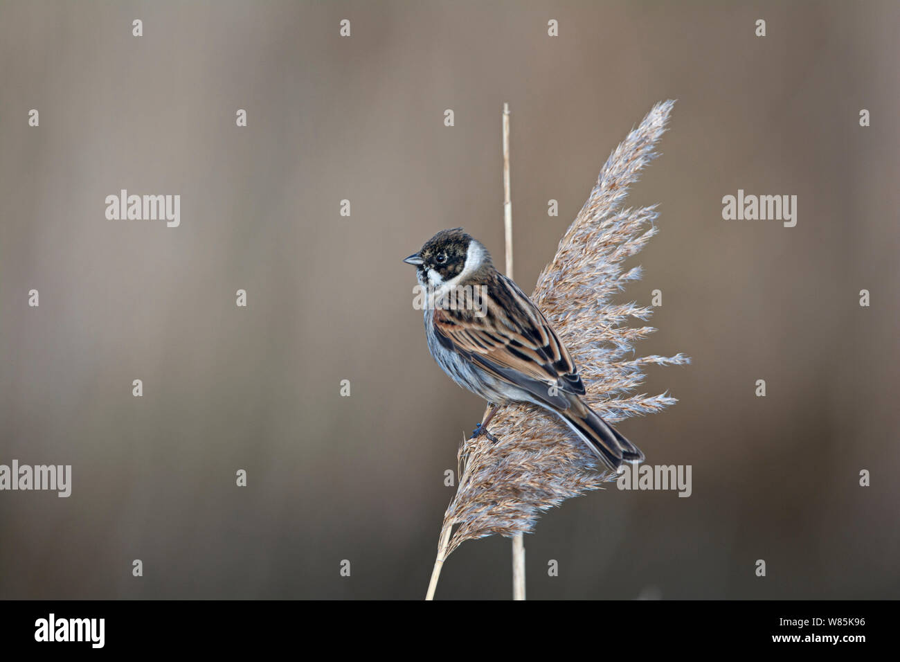 Reed bunting (Emberiza schoeniclus) male coming into breeding plumage, Cley, Norfolk, England, UK, March. Stock Photo