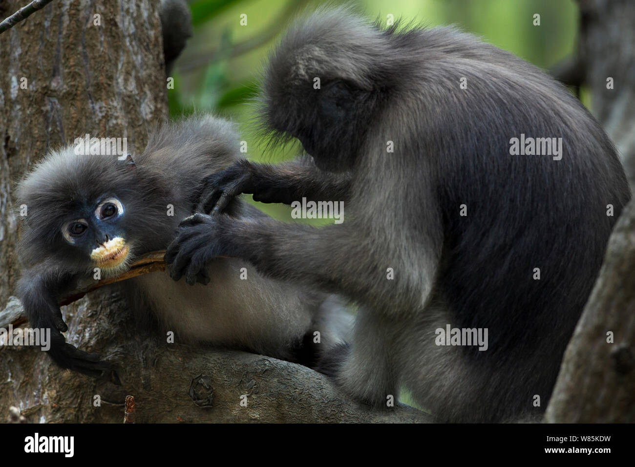 Dusky leaf monkeys (Trachypithecus obscurus) grooming . Khao Sam Roi Yot National Park, Thailand. Stock Photo