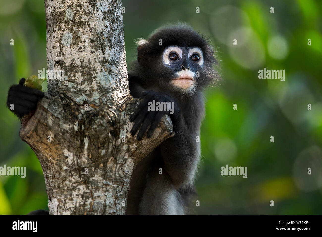 Dusky leaf monkey (Trachypithecus obscurus) juvenile portrait . Khao Sam Roi Yot National Park, Thailand. Stock Photo