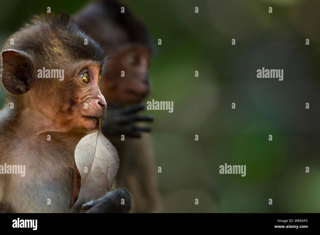 Long-tailed macaque (Macaca fascicularis) infants. Khao Sam Roi Yot National Park, Thailand. Stock Photo