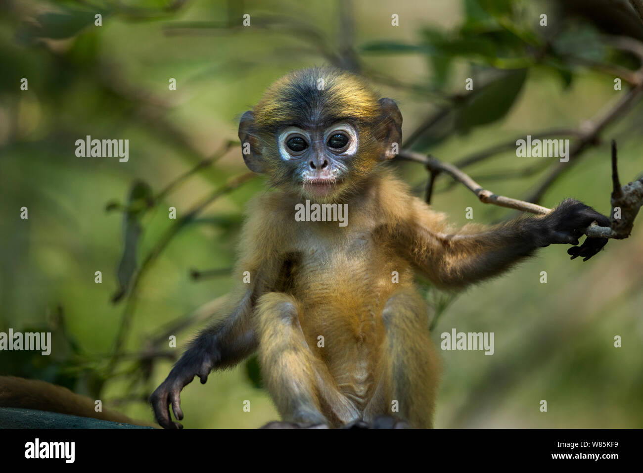 Dusky leaf monkey (Trachypithecus obscurus) baby portrait . Khao Sam Roi Yot National Park, Thailand. Stock Photo