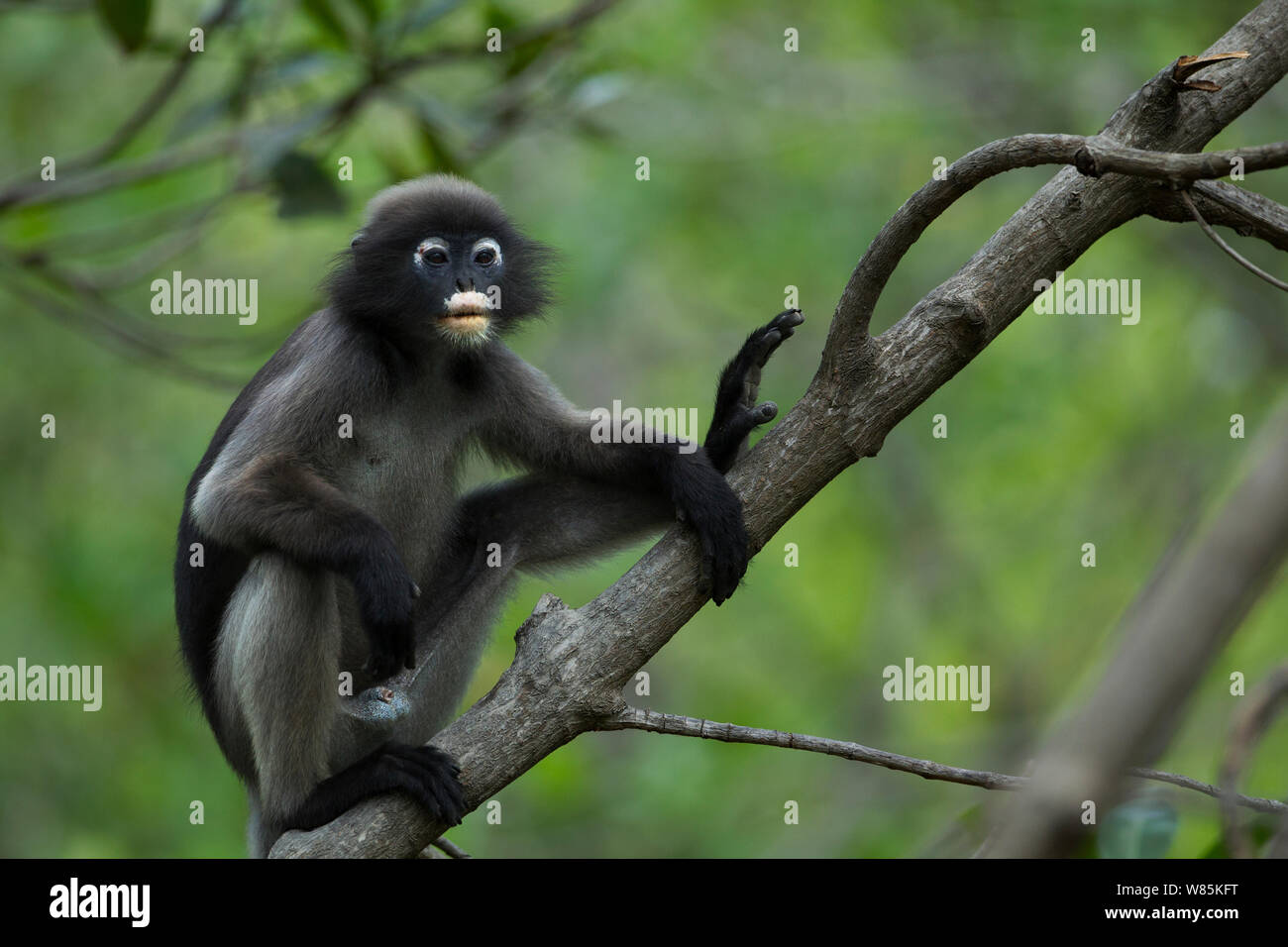 Dusky leaf monkey (Trachypithecus obscurus) male sitting in a tree . Khao Sam Roi Yot National Park, Thailand. Stock Photo