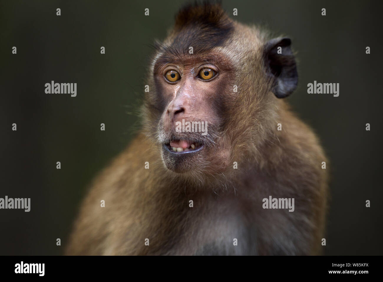 Long-tailed macaque (Macaca fascicularis) juvenile portrait. Khao Sam Roi Yot National Park, Thailand. Stock Photo