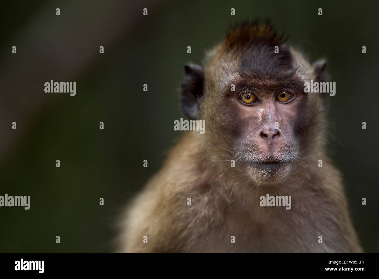 Long-tailed macaque (Macaca fascicularis) juvenile portrait. Khao Sam Roi Yot National Park, Thailand. Stock Photo