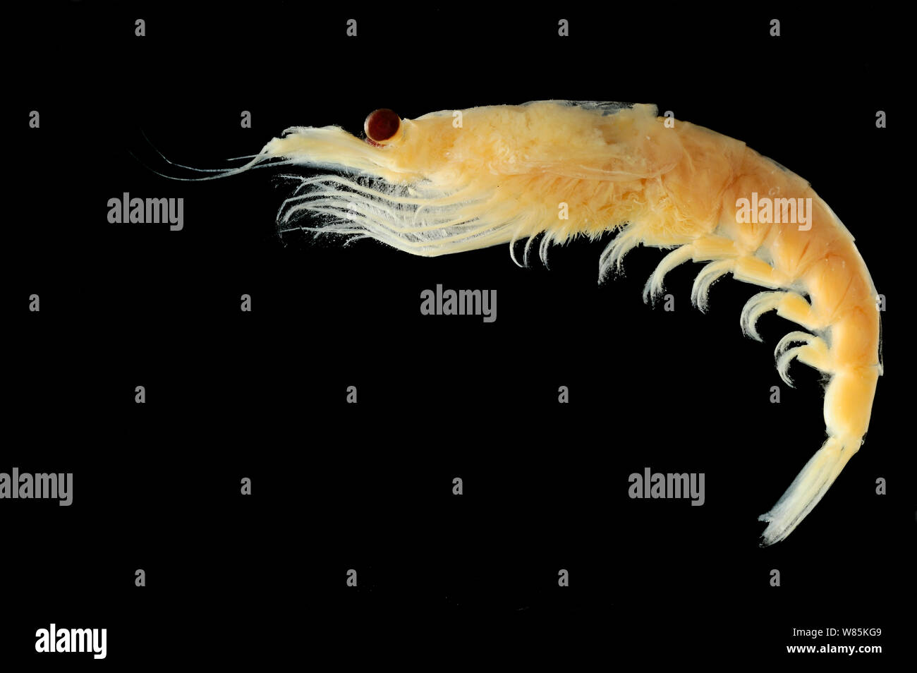 Antarctic krill (Euphausia superba) from deep sea Antarctic Ocean. Stock Photo