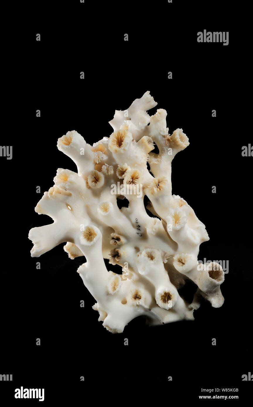 Deepsea  Hard coral (Lophelia pertusa) from Atlantic Ocean, at a depth of 1004-1020m. Stock Photo