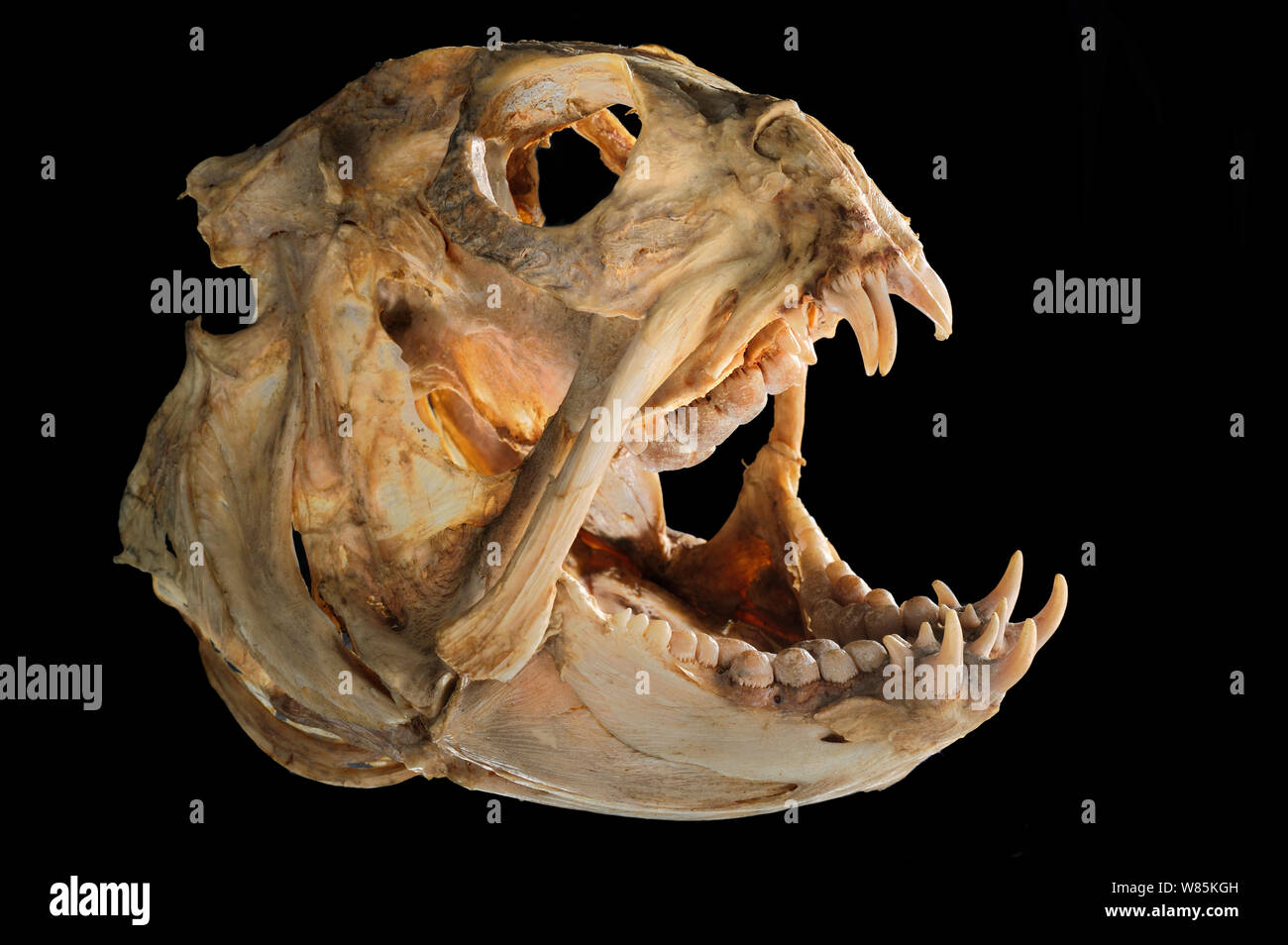 Seawolf (Anarhichas lupus) skull, from Atlantic Ocean, at a a depth of 200m. Stock Photo