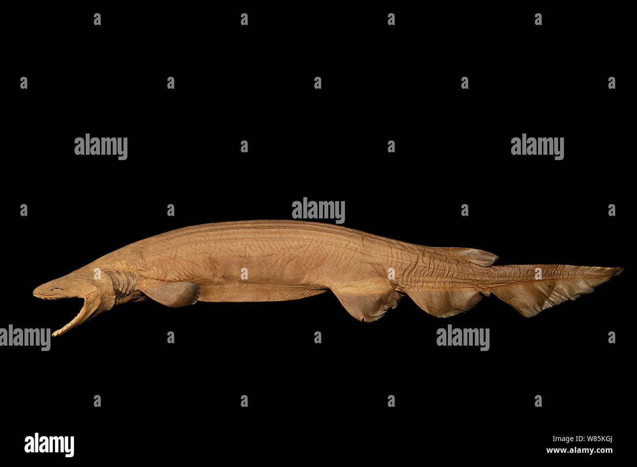 Frilled shark (Chlamydoselachus anguineus) specimen, from Atlantic Ocean, at a depth of 729m. Stock Photo