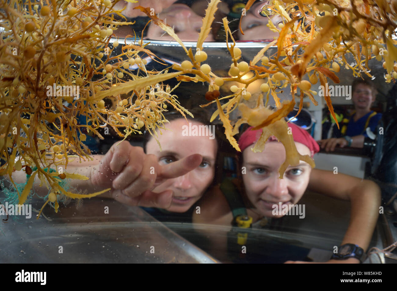 Scientists looking at Sargassum seaweeds, with Common sargasso weed on left (Sargassum natans) and Broad tooth gulf weed  (Sargassum fluitans) Sargasso Sea, Bermuda Stock Photo