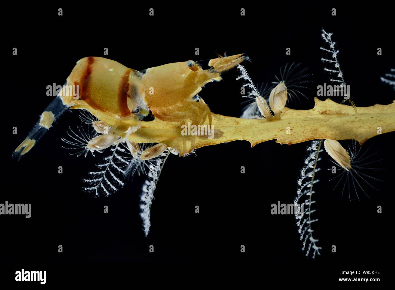 Shrimp (Hippolyte coerulescens), Hydroids (Aglaophenia latecarinata) and Sargasso barnacles (Lepas pectinata) on Broad-toothed gulfweed (Sargassum fluitans) Sargasso Sea, Bermuda Stock Photo