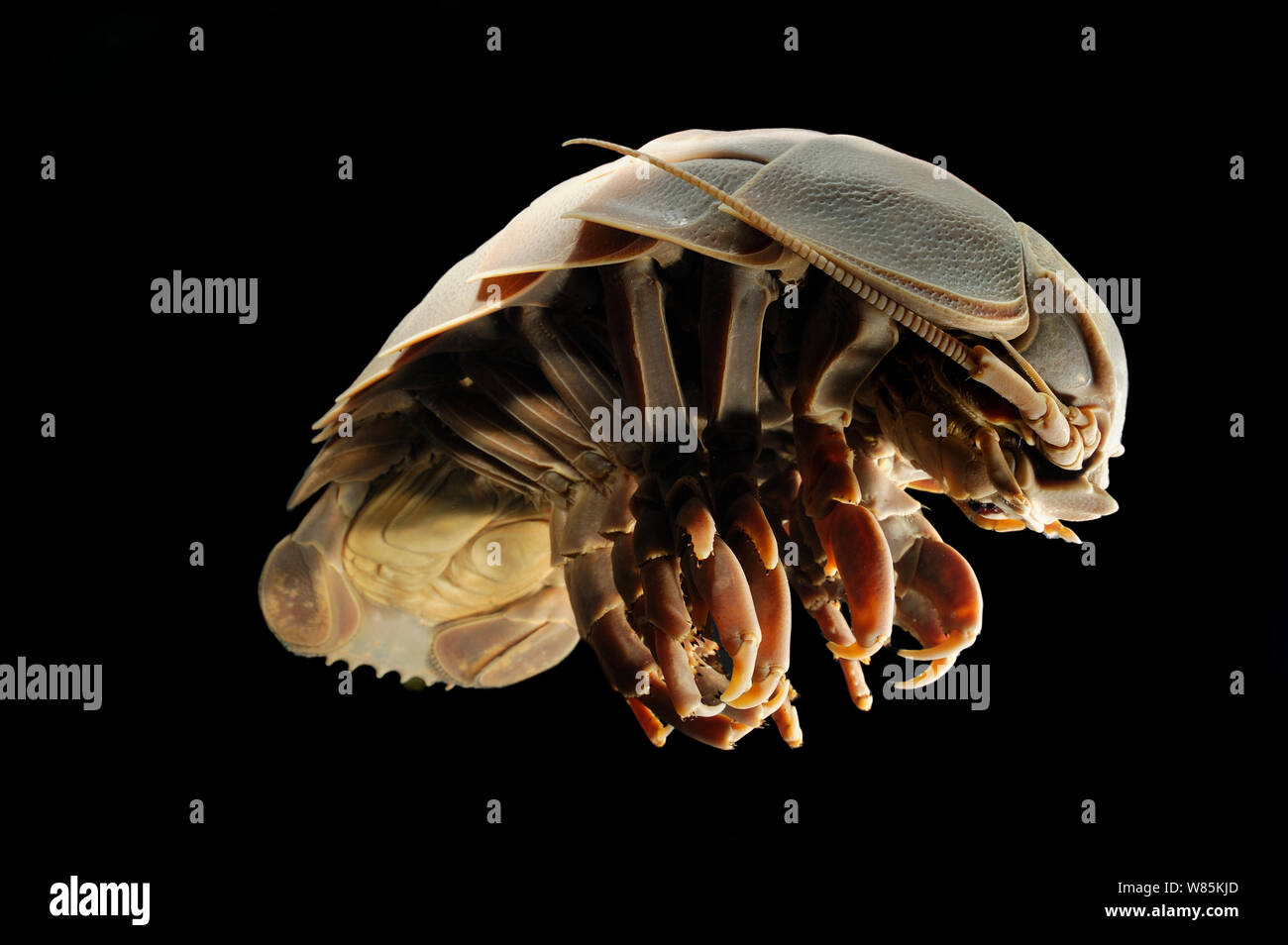 Giant deepsea isopod (Bathynomus giganteus) specimen from the South Atlantic Ocean, near the coast of Brazil, at a depth of 800m. Stock Photo