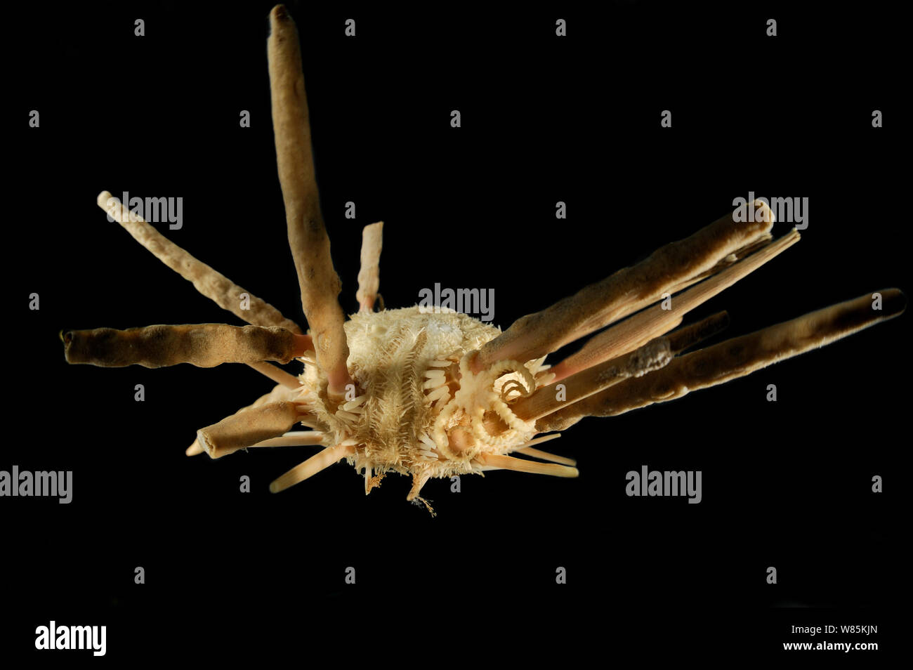 Deepsea  Sea urchin (Stereocidaris indica var. carinata) specimen from Indian Ocean near the coast of Somalia at a depth of 1134m. Stock Photo