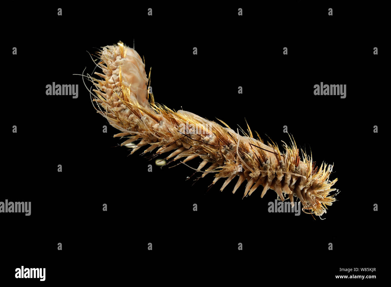 Giant scale worm (Eulagisca gigantea) specimen from deep sea Antarctic Ocean. Stock Photo