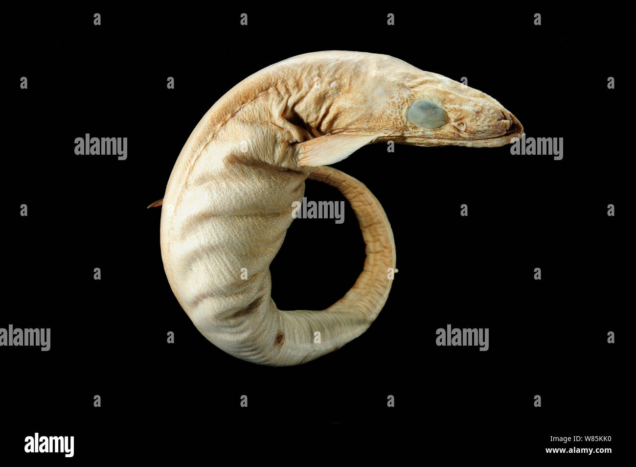 Deepsea Cutthroat eel (Synaphobranchus kaupii) dead specimen, from the North Atlantic Ocean, near Newfoundland at depth of between 1760-1940m. Stock Photo