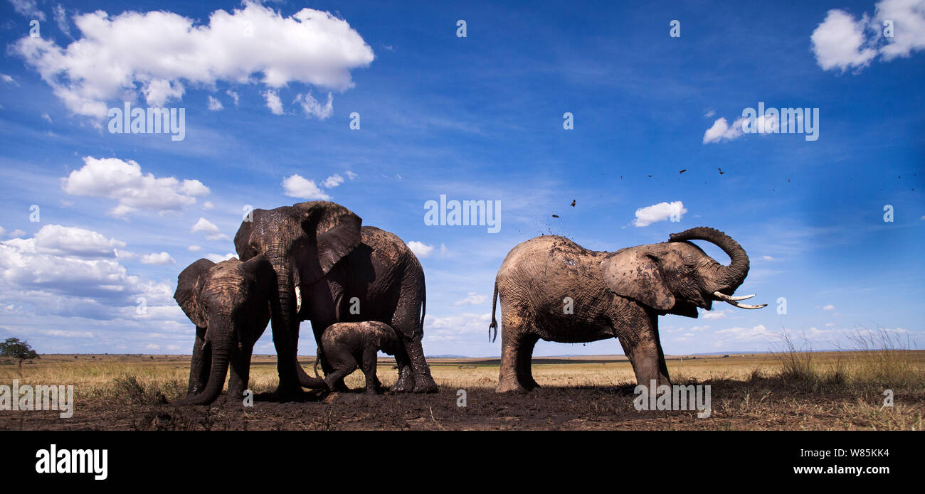African elephants (Loxodonta africana) gathering at a waterhole, wide angle view. Maasai Mara National Reserve, Kenya. Stock Photo