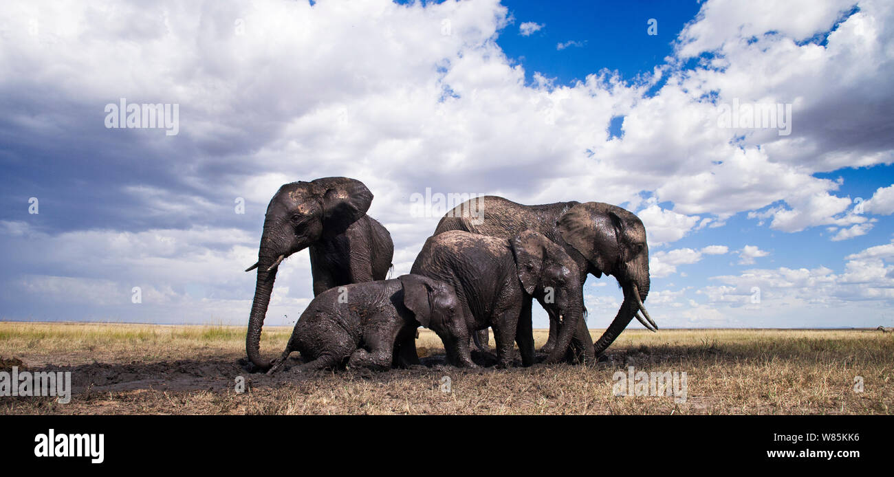 African elephants  (Loxodonta africana) wallowing and drinking at a waterhole, wide angle perspective. Maasai Mara National Reserve, Kenya. Stock Photo