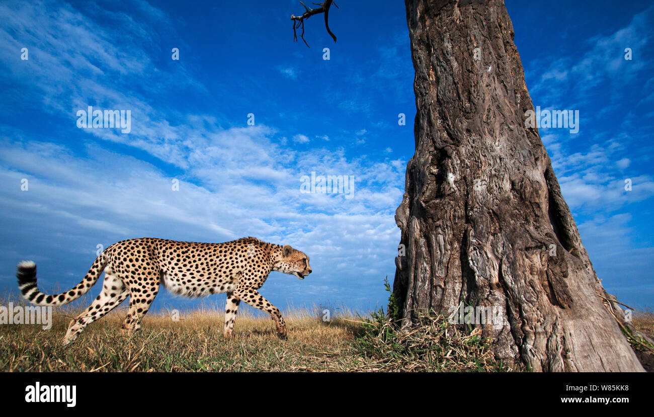 Cheetah (Acinonyx jubatus) male approaching a tree, wide angle view, Maasai Mara National Reserve, Kenya. Stock Photo