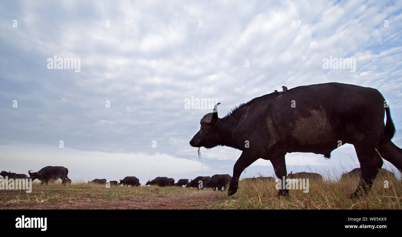 African buffalo (Syncerus caffer) herd on the move, wide angle view. Maasai Mara National Reserve, Kenya. Stock Photo