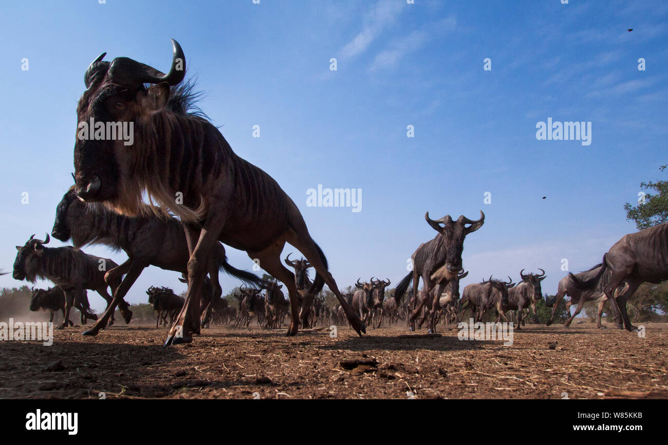 Blue wildebeest herd running (Connochaetes taurinus) remote camera with wide  angle perspective. Maasai Mara National Reserve, Kenya. Stock Photo