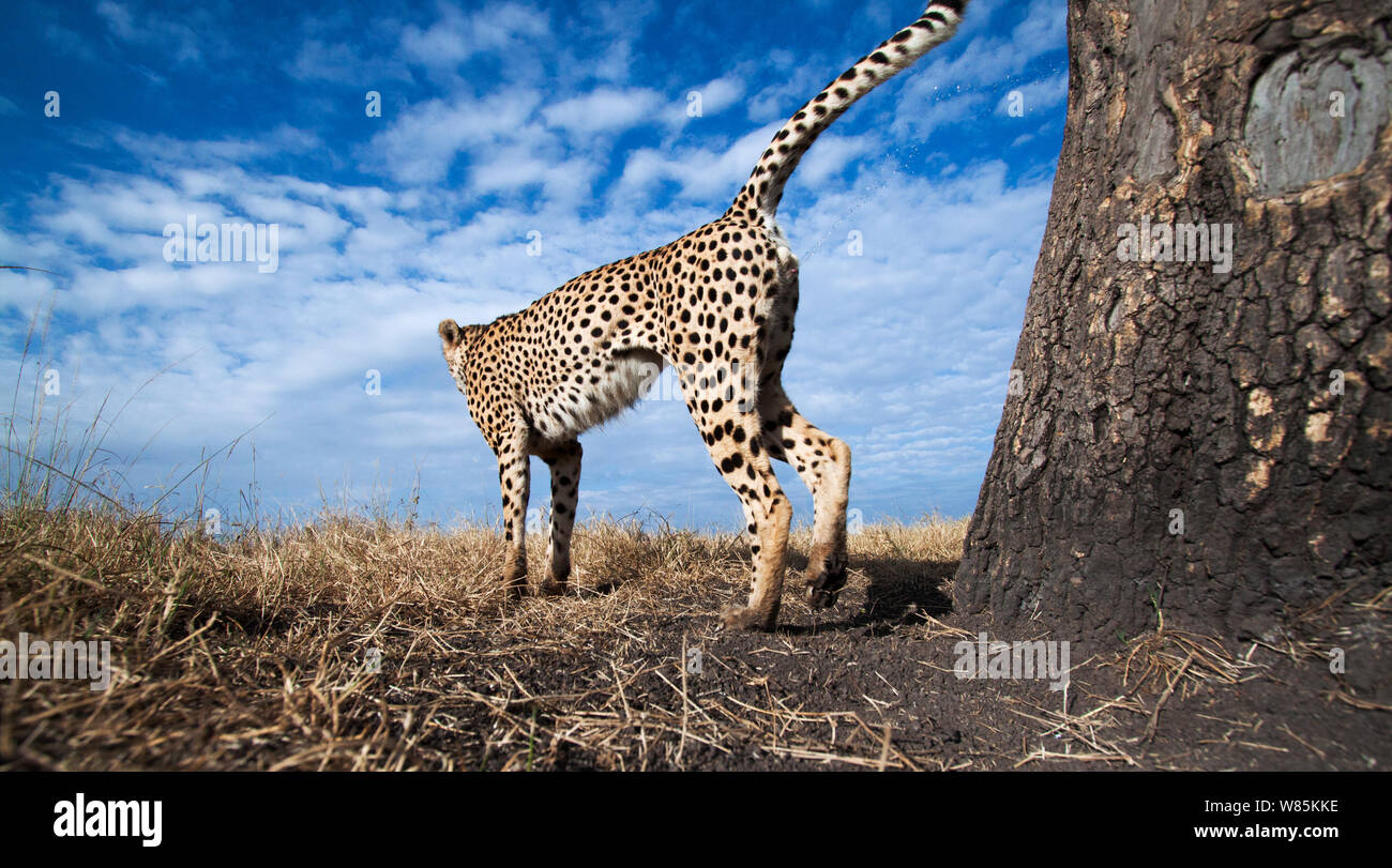 Cheetah (Acinonyx jubatus) male scent marking a tree, wide angle view. Maasai Mara National Reserve, Kenya. Stock Photo