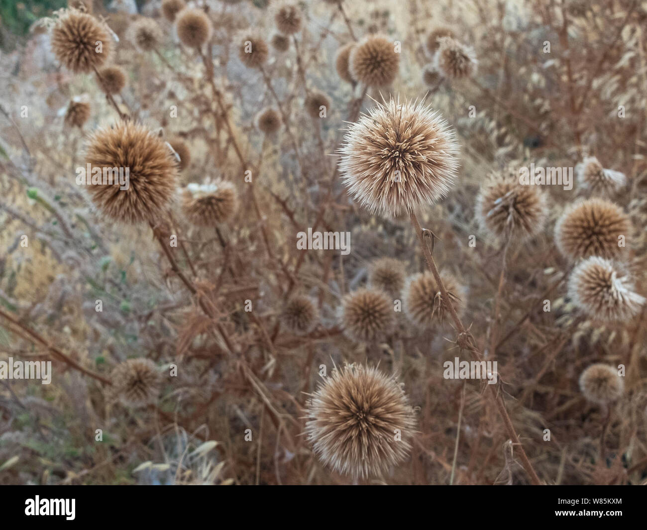 Dried flowers of great globe thistle. Wild growth dry flowers of Echinops sphaerocephalus Stock