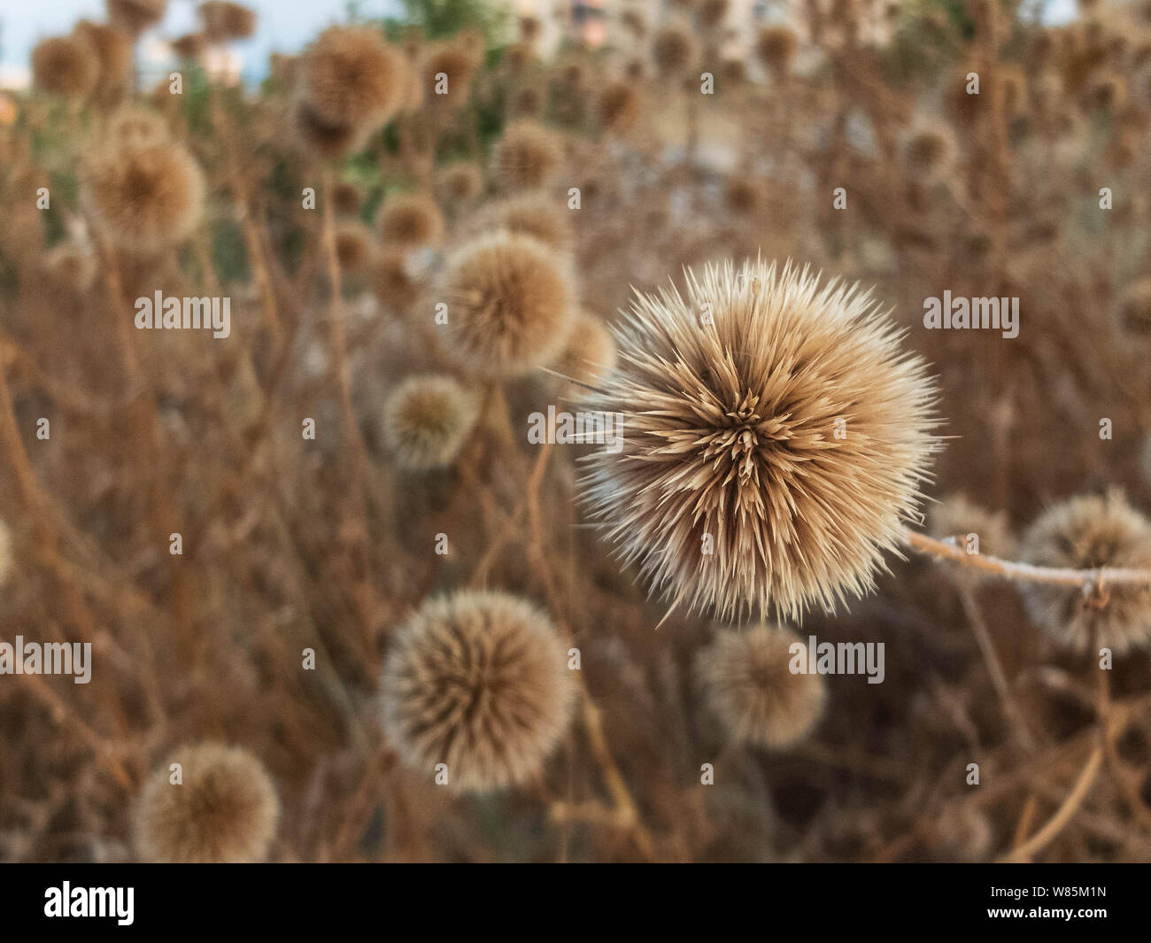 Dried flowers of great globe thistle. Wild growth dry flowers of
