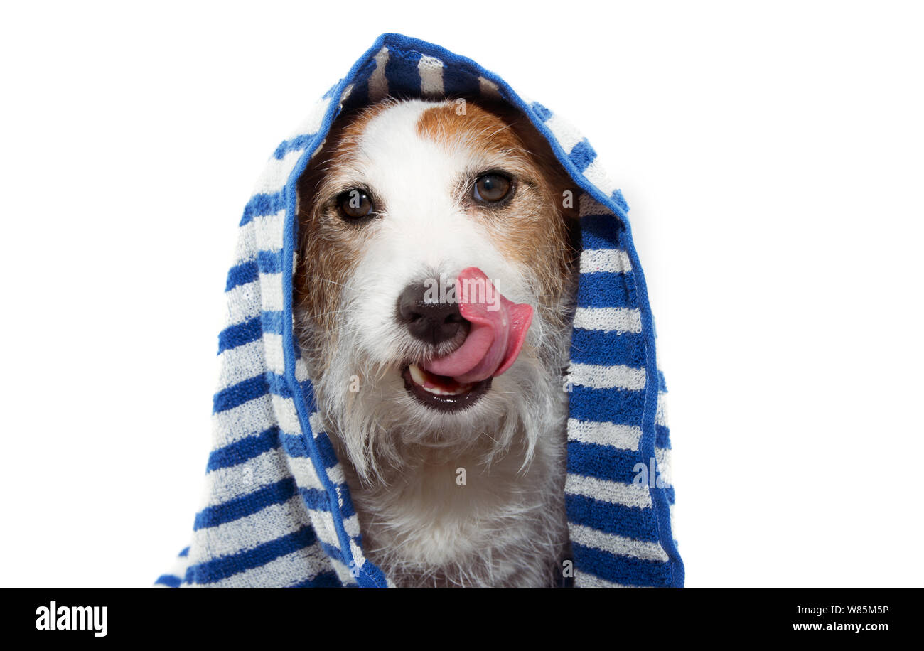 Funny dog puppy wrapped with a blue striped towel ready for a bath, linking its face. Isolated on white background. Stock Photo
