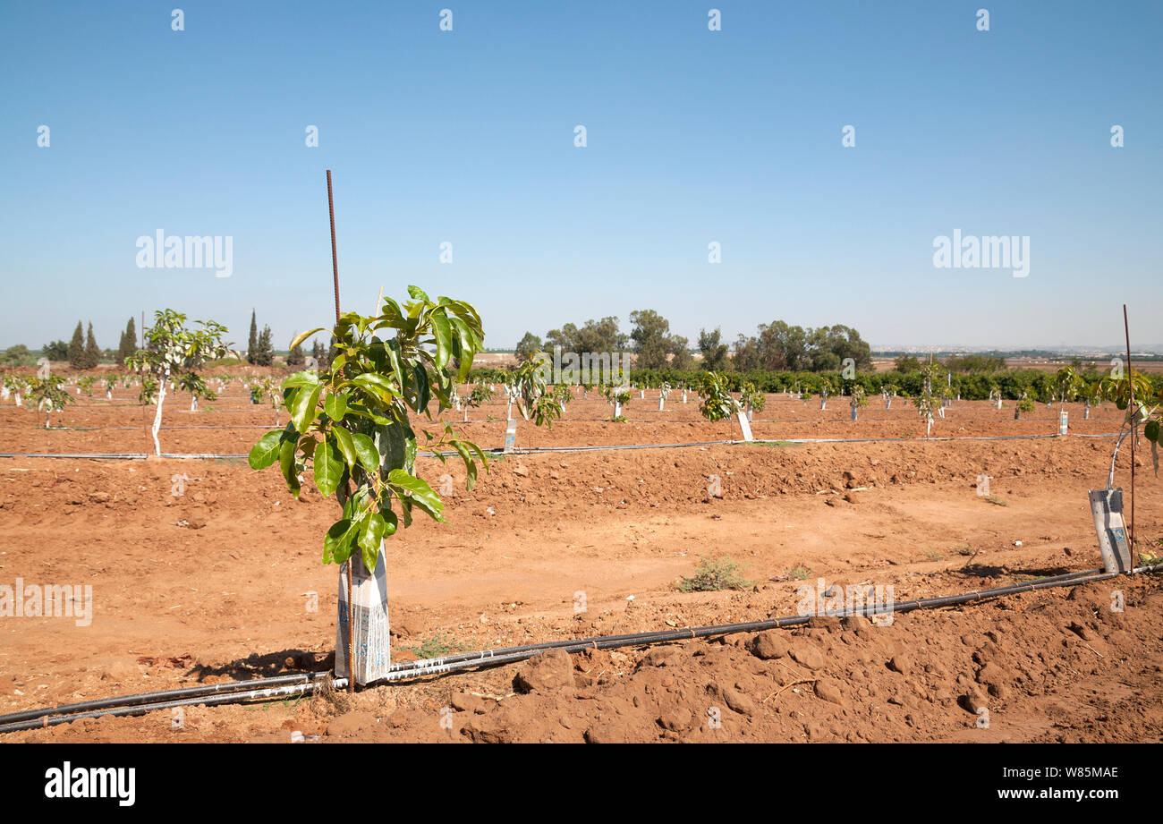 Young Avocado Orchard Stock Photo Alamy